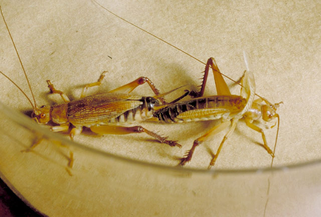 image of Tafalisca eleuthera