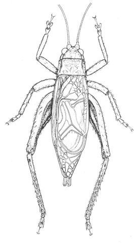 image of Orocharis luteolira