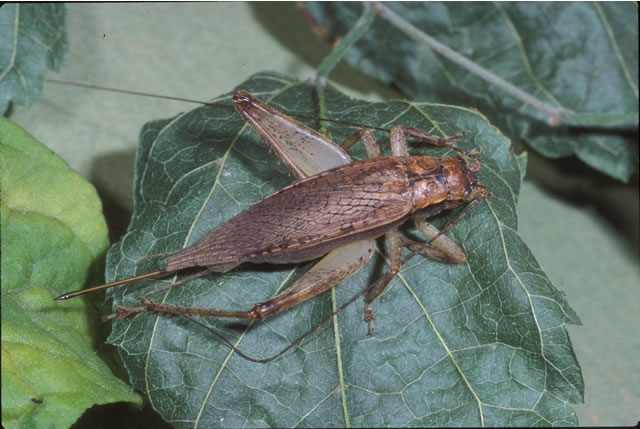 image of Orocharis luteolira