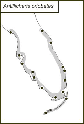 distribution map for Antillicharis oriobates