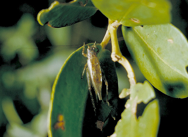 image of Orocharis diplastes