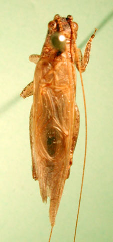 image of Orocharis diplastes