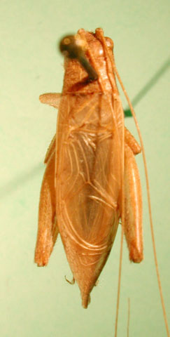 image of Orocharis saltator