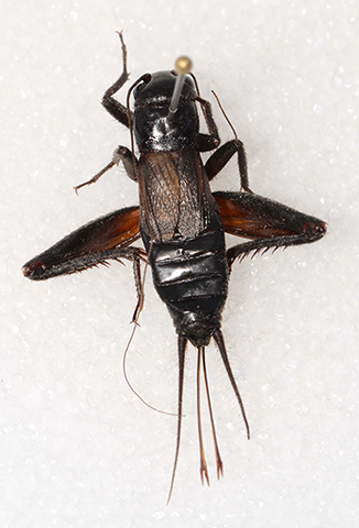 image of Gryllus leei