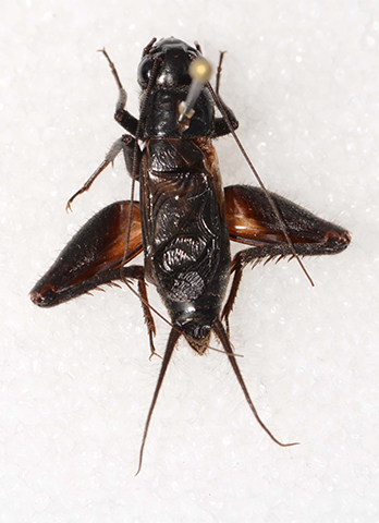 image of Gryllus leei