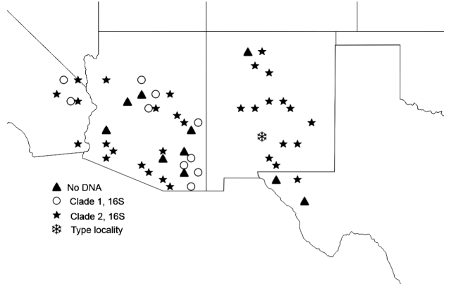 distribution of two clades of Gryllus lightfooti