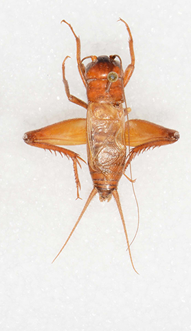 image of Gryllus navajo