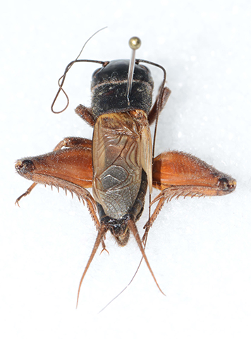 image of Gryllus regularis