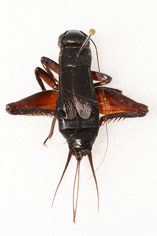 image of Gryllus saxatilis