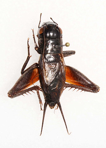 image of Gryllus saxatilis