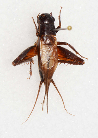 image of Gryllus saxatilis