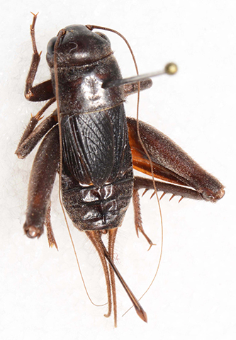 image of Gryllus transpecos