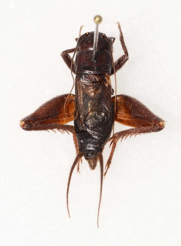 image of Gryllus vulcanus