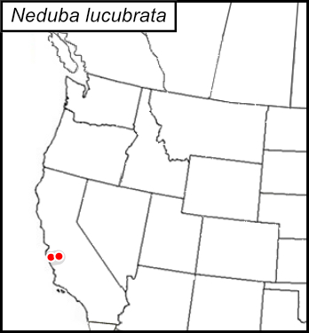 distribution map for Neduba lucubrata