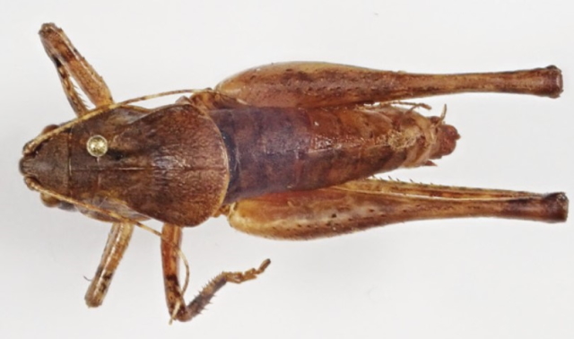 image of Neduba lucubrata