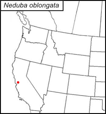 distribution map for Neduba oblongata