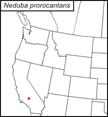 distribution map for Neduba prorocantans