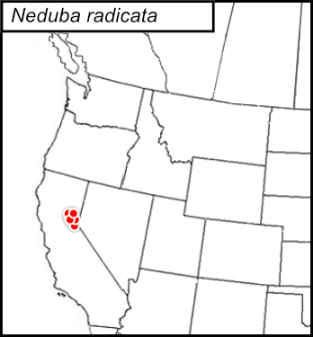 distribution map for Neduba radicata