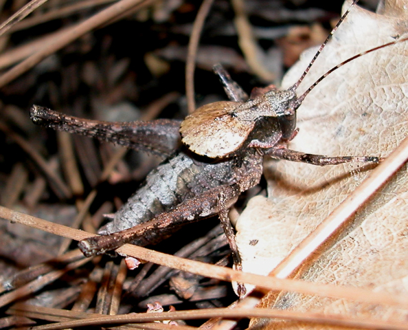 image of Neduba radicata