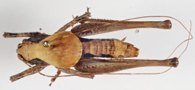 image of Neduba radicata