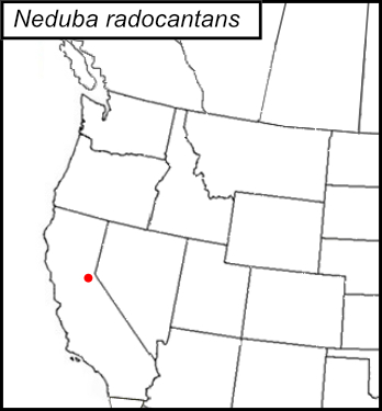 distribution map for Neduba radocantans