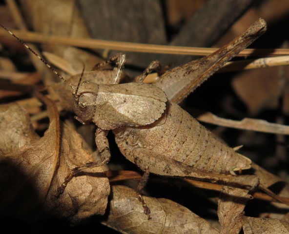 image of Neduba radocantans