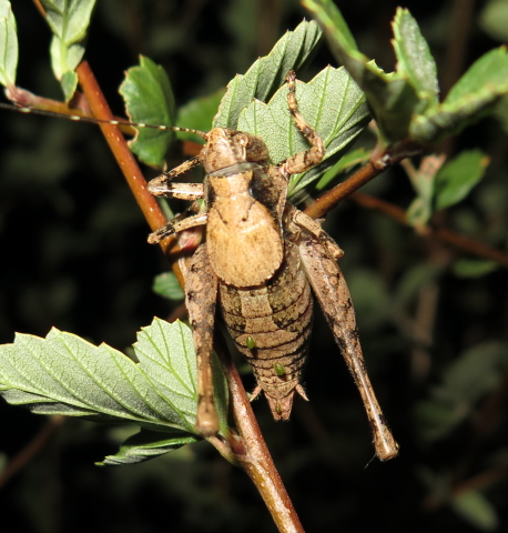 image of Neduba sequoia