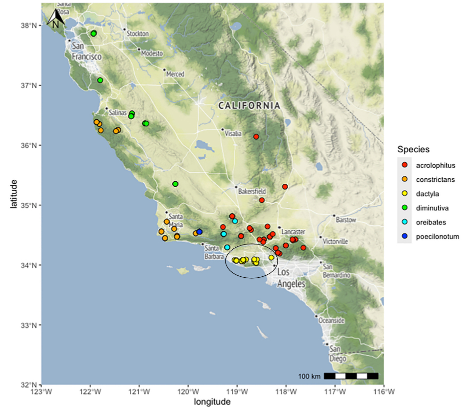 distribution map from Cole et al 2025 for Aglaothorax dactyla