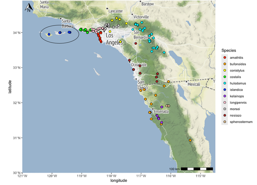 distribution map from Cole et al 2025 for Aglaothorax islandica