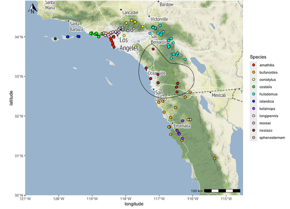 distribution map from Cole et al 2025 for Aglaothorax nesiazo