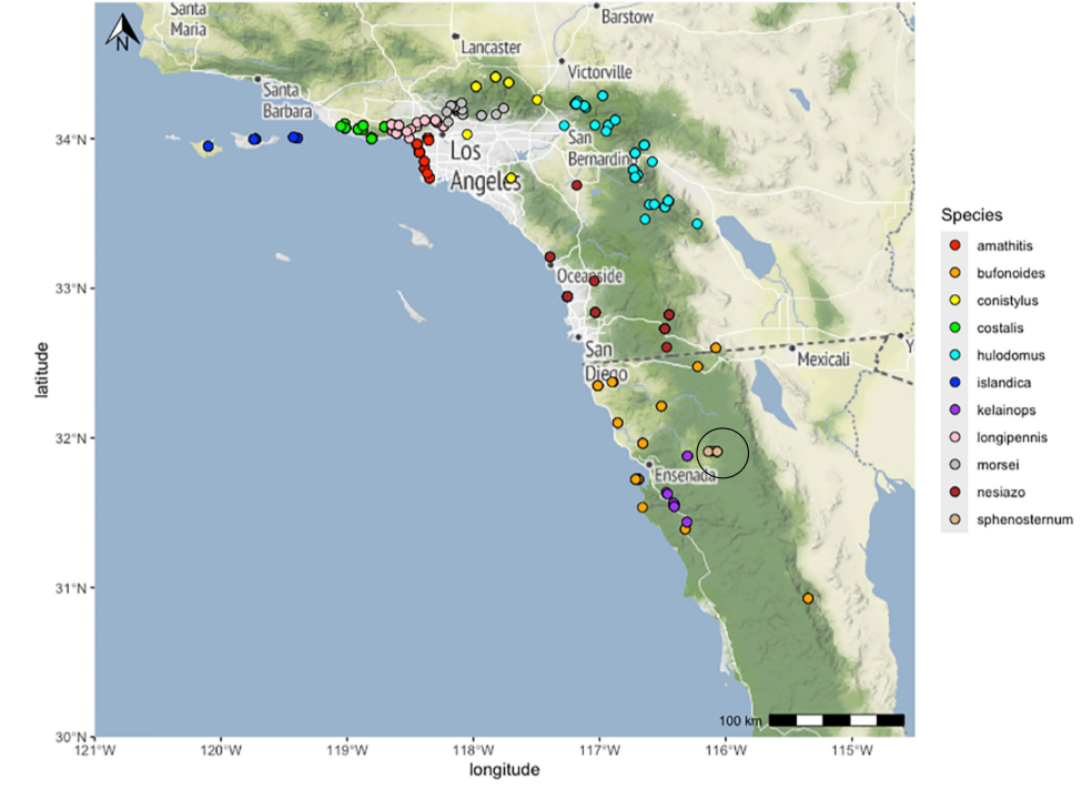 distribution map from Cole et al 2025 for Aglaothorax sphenosternum