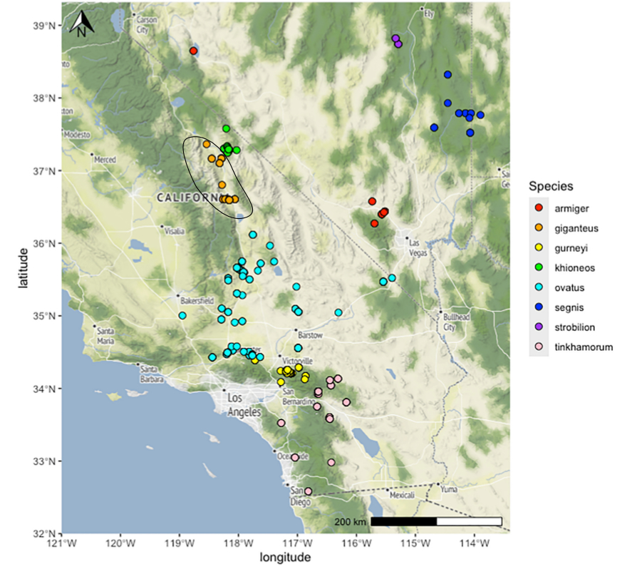 distribution map from Cole et al 2025 for Aglaothorax giganteus