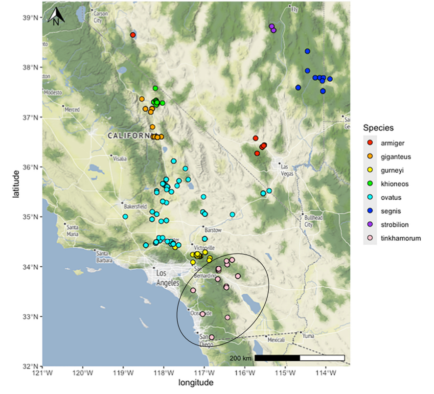 distribution map from Cole et al 2025 for Aglaothorax tinkhamorum