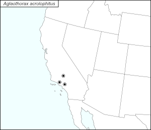 icon map for aglaothorax acrolophitus