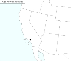 icon map for aglaothorax amathitis