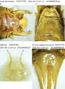 link to id page