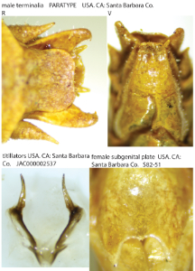 link to id page