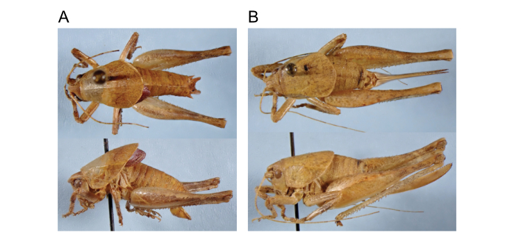 images of Aglaothorax costalis male paratype, and female paratype