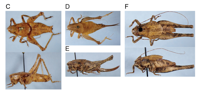 images of Aglaothorax costalis male paratype, and female paratype