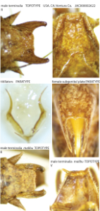 link to id page