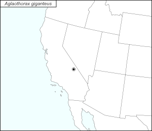 icon map for aglaothorax giganteus