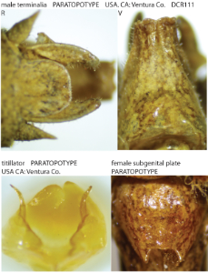 link to id page