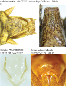 link to id page