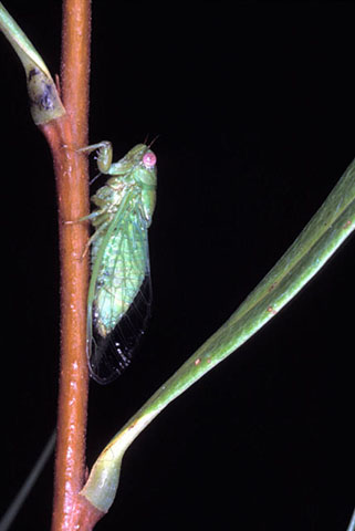 image of Melampsalta floridensis