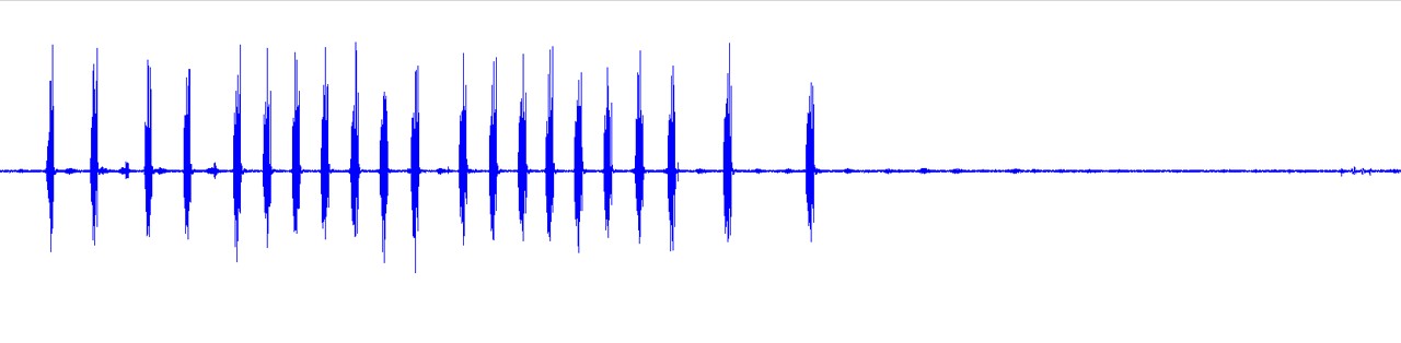 waveform for Aglaothorax oreibates