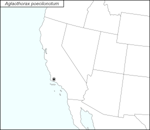 icon map for aglaothorax poecilonotum