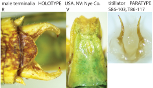 link to id page
