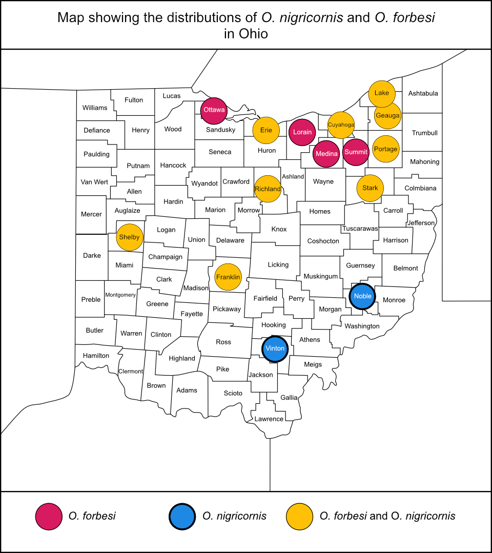 map of Ohio showing distributions for O. forbesi and O. nigricornis