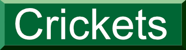 crickets