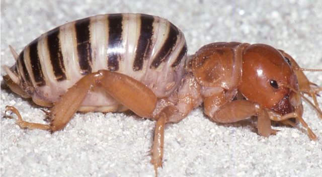 Jerusalem cricket